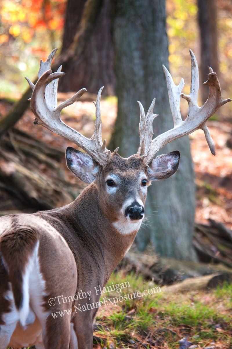 Drop Tine Logo - Whitetail Deer - Drop Tine Buck - WHI-0026 :: Bucks