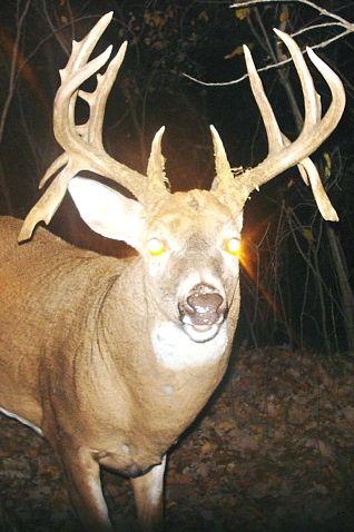Drop Tine Logo - Drop Tine Buck Photographed A Second Year - Deer & Deer Hunting ...