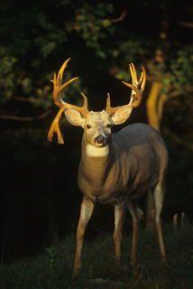 Drop Tine Logo - Deer Hunting: A Quest for a Drop Tine Buck | Deer Hunting | Realtree ...