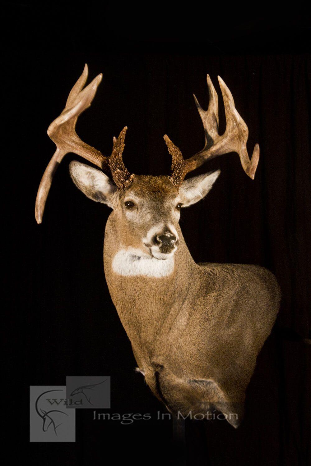 Drop Tine Logo - double drop tine buck | Wild Images In Motion