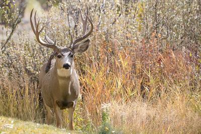 Drop Tine Logo - Drop-tine deer drifts around Jackson Hole | Environmental ...