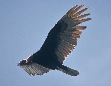 Black Bird in Circle Logo - Wild Birds Unlimited: Why birds circle in the air