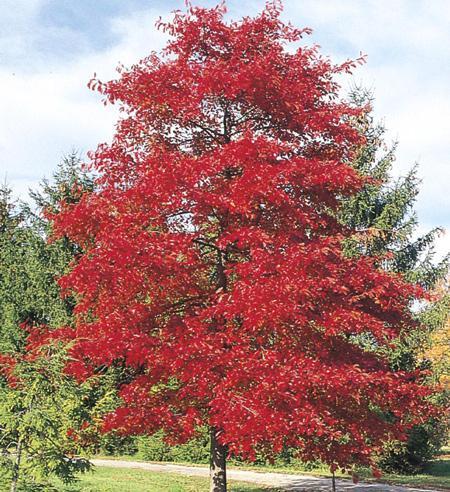 Red and Green with Black Tree Logo - Green Gable™ Black Gum Tree for Sale | Fast-Growing-Trees.com