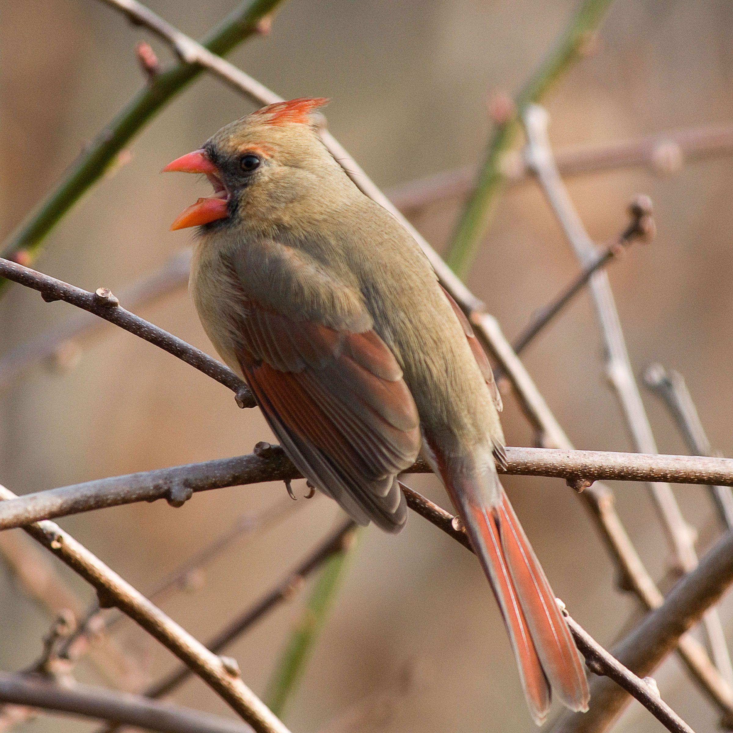 Old Cardinal Bird Logo - An Old, Feisty Female Cardinal Bit the Same Scientist Eight Years ...