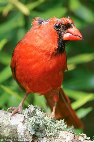 Old Cardinal Bird Logo - When Birds Go Bald