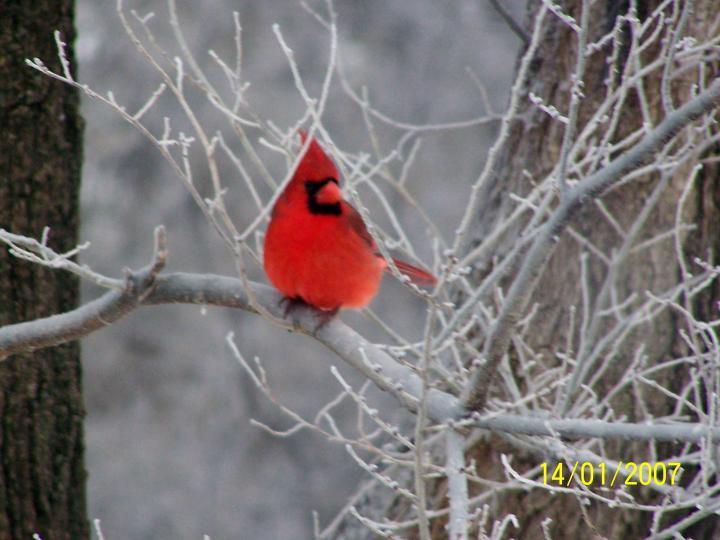 Old Cardinal Bird Logo - Bird Sounds and Calls of the Northern Cardinal | The Old Farmer's ...