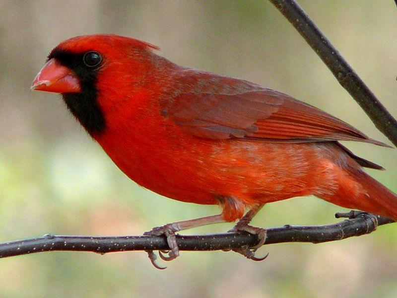 Old Cardinal Bird Logo - Five Things to Know About the Recently Changed Migratory Bird Act ...