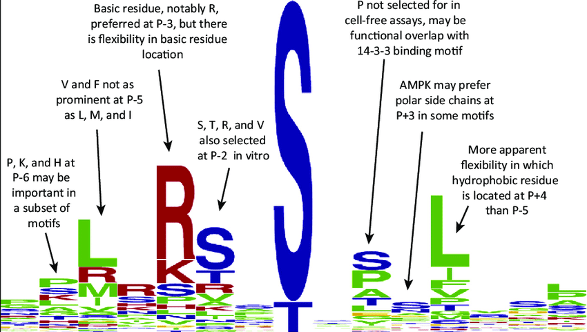 Prominent S Logo - AMPK Recognizes a Well-Defined Phosphorylation Motif. The logo motif ...