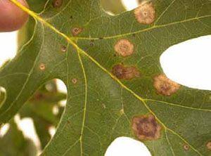 Red Oak Leaf in Circle Logo - Key to Diseases of Oaks in the Landscape | UGA Cooperative Extension