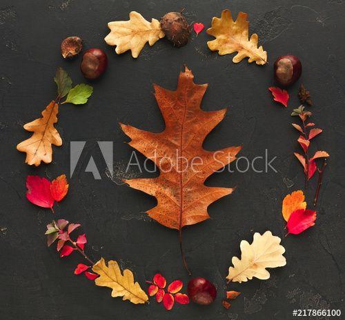 Red Oak Leaf in Circle Logo - Autumn colourful leaves in circle frame on dark background