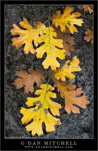 Red Oak Leaf in Circle Logo - Oak Leaves, Autumn | Pinterest | Oak leaves, Leaves and Autumn