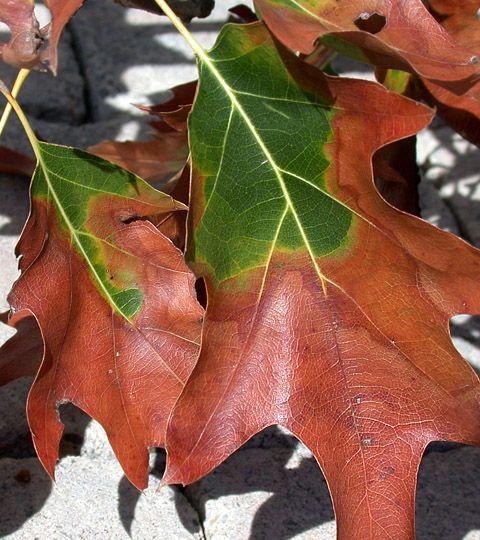 Red Oak Leaf in Circle Logo - Bacterial leaf scorch (BLS) of shade trees