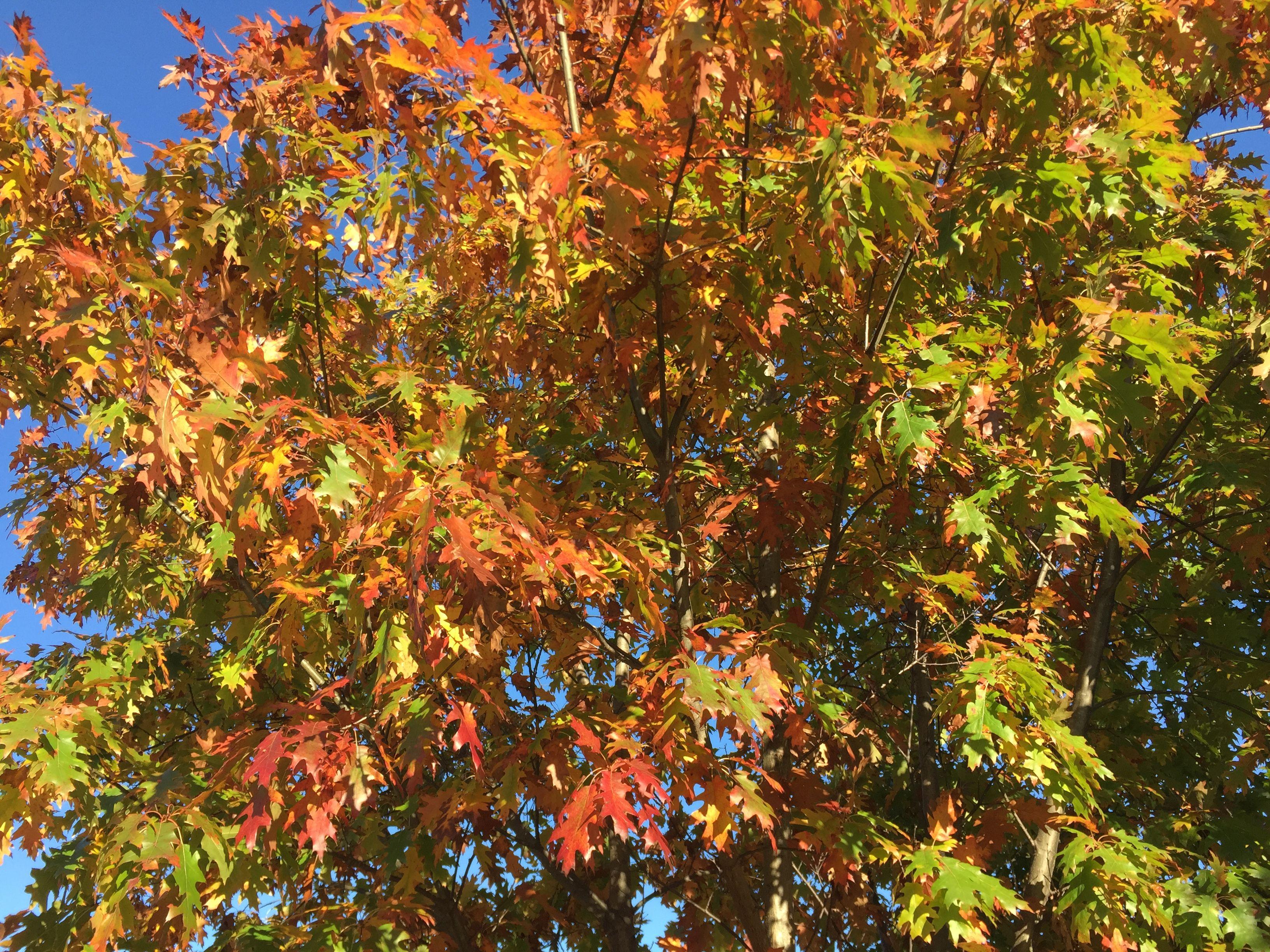 Red Oak Leaf in Circle Logo - 2017 11 10 15 14 25 Red Oak Foliage In Late Autumn At The Oak