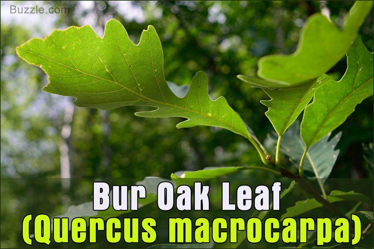 Red Oak Leaf in Circle Logo - Oak Tree Leaf Identification Has Never Been Easier Than This