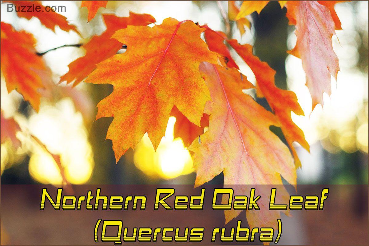 Red Oak Leaf in Circle Logo - Oak Tree Leaf Identification Has Never Been Easier Than This