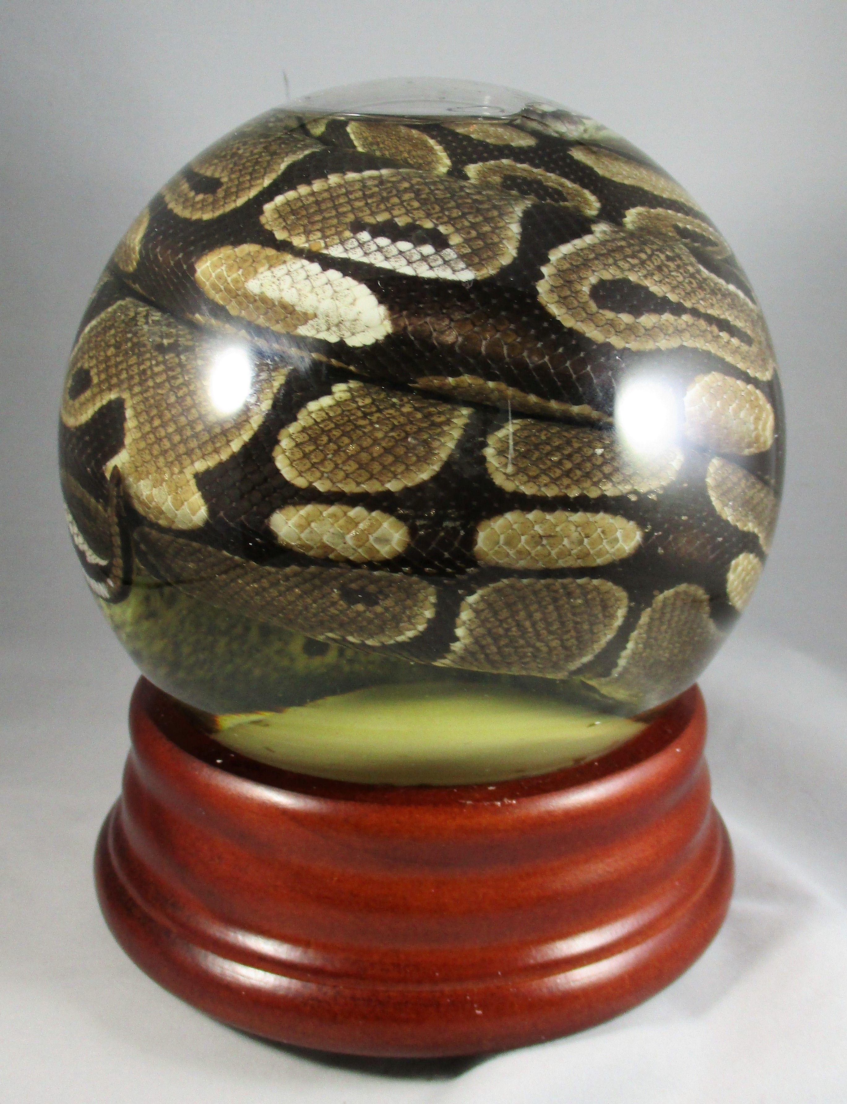 Snake with Globe Logo - Snake Globe - 6 Inch - Mz. Jones' Curiosities