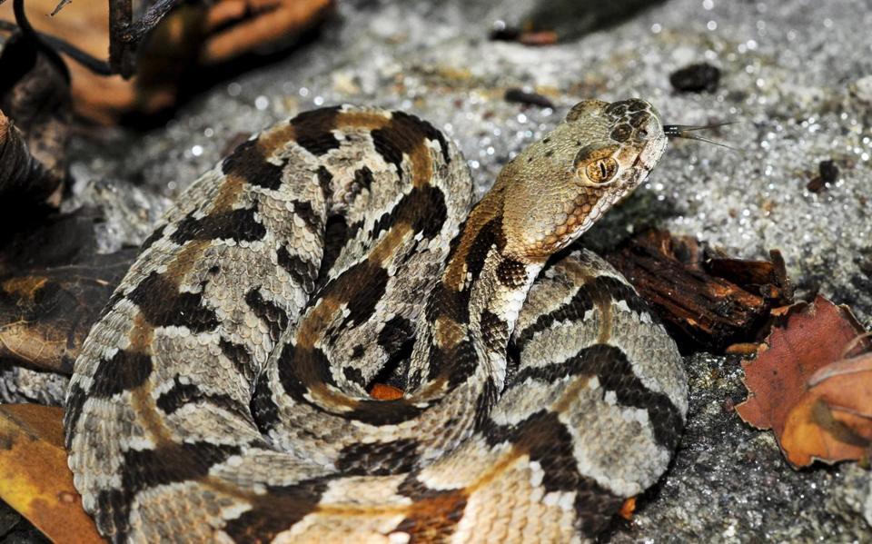 Snake with Globe Logo - Venomous rattlesnake found near Braintree go-kart track - The Boston ...
