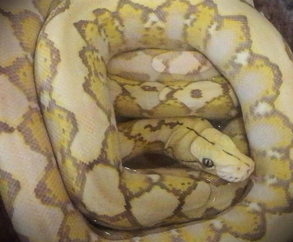 Snake with Globe Logo - 5-foot python abandoned in Worcester hotel - The Boston Globe