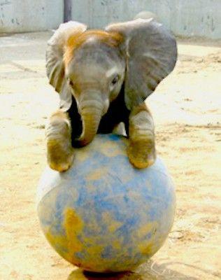 Elephant and Globe Logo - Elephant Play With Globe