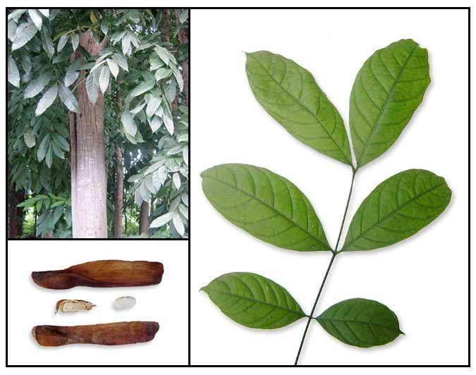 Mahogany Leaf Logo - Image result for mahogany tree leaves | ink ideas | Tree leaves ...