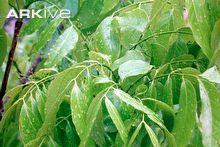 Mahogany Leaf Logo - Big-leaf mahogany video - Swietenia macrophylla - 00 | Arkive