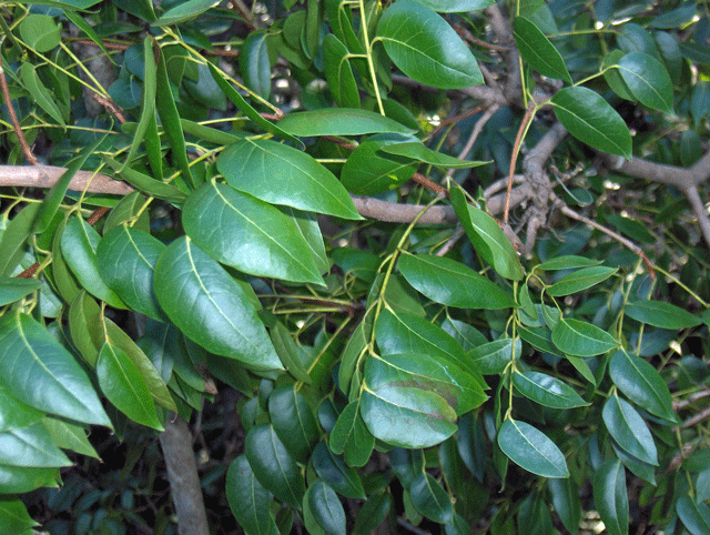 Mahogany Leaf Logo - File:Mahogany-leaves (5606894105).gif - Wikimedia Commons