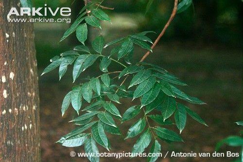 Mahogany Leaf Logo - Small-leaved mahogany videos, photos and facts - Swietenia mahagoni ...