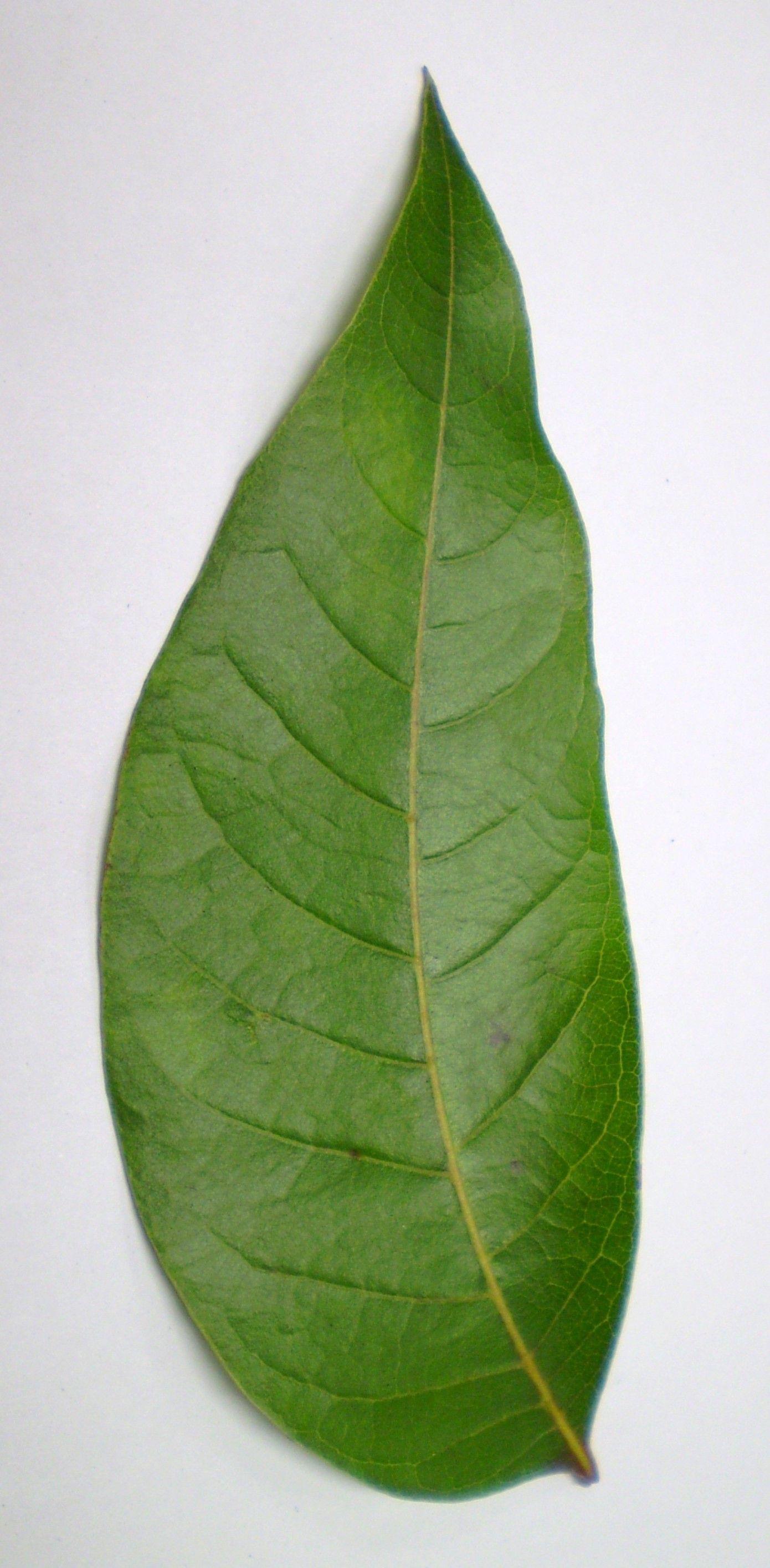 Mahogany Leaf Logo - Broad Leafed Mahogany 10 Trees Activities