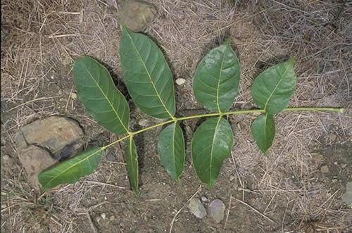Mahogany Leaf Logo - Honduras Mahogany selection plants F