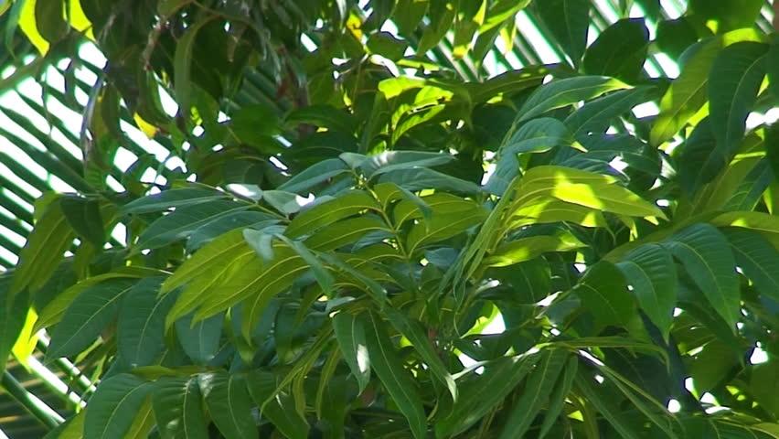 Mahogany Leaf Logo - Mahogany Tree Leaf and Palm-tree Stock Footage Video (100% Royalty ...