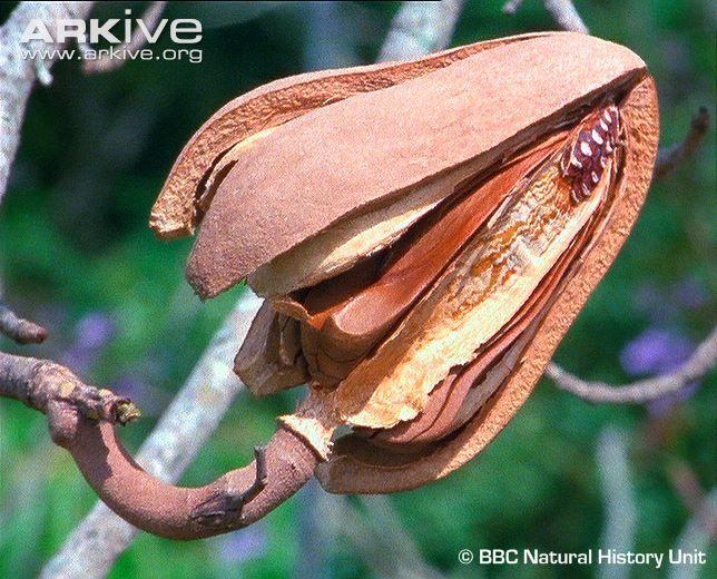 Mahogany Leaf Logo - Big-leaf mahogany photo - Swietenia macrophylla - G15435 | Arkive