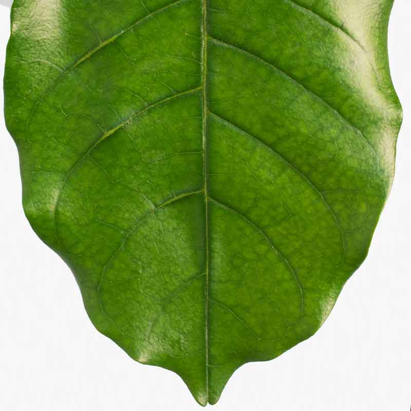 Mahogany Leaf Logo - Greenery NYC | How to care for the Natal Mahogany Plant