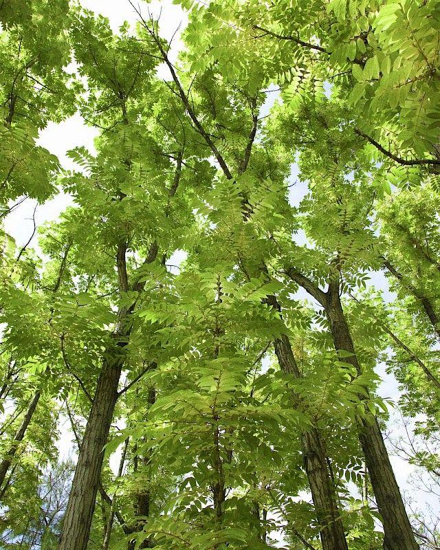 Mahogany Leaf Logo - Toona sinensis | Chinese cedar, Chinese mahogany | Van den Berk ...