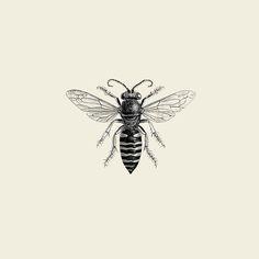 Insect Sports Logo - vintage bee sports logo - Google Search | Tattoos | Bee tattoo ...