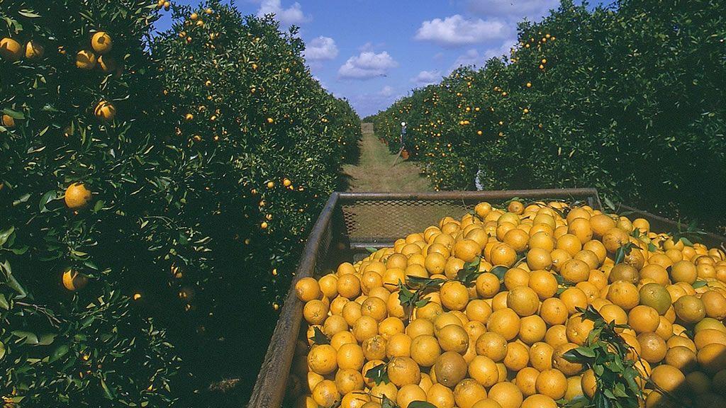 Orange Farms Company Logo - Citrus