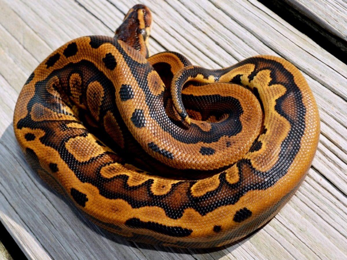 Yellow Ball Red Stripe Logo - Leopard Red Stripe Yellow Belly - Morph List - World of Ball Pythons