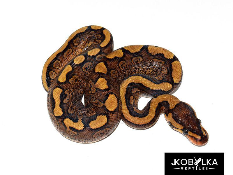 Yellow Ball Red Stripe Logo - Cypress Red Stripe Yellow Belly List of Ball Pythons