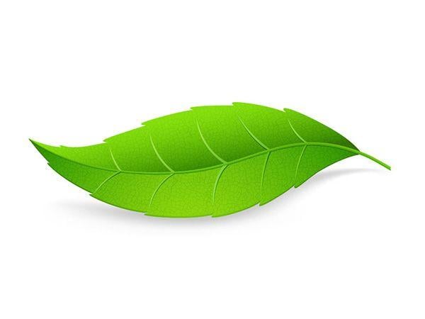 Single Green Leaf Logo - Single Green Leaf on White Background