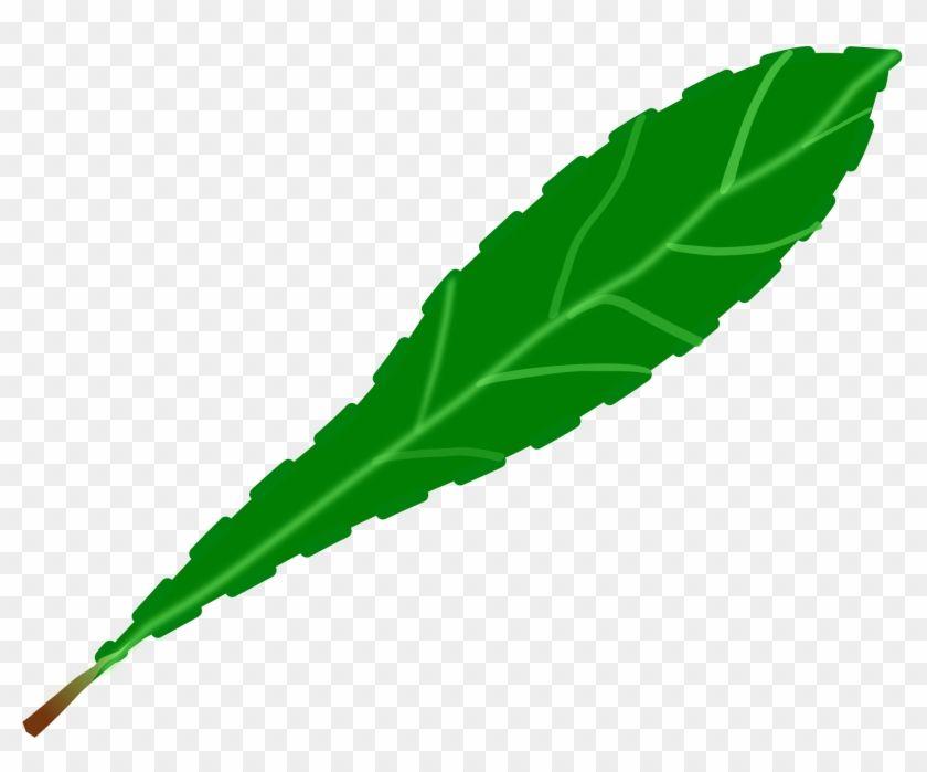 Single Green Leaf Logo - Green Leaf 2 - Single Green Leaf Clip Art - Free Transparent PNG ...