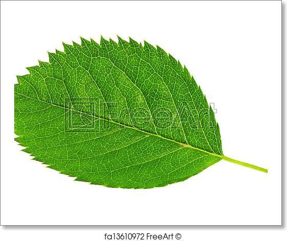 Single Green Leaf Logo - Free art print of Single green leaf isolated on white background