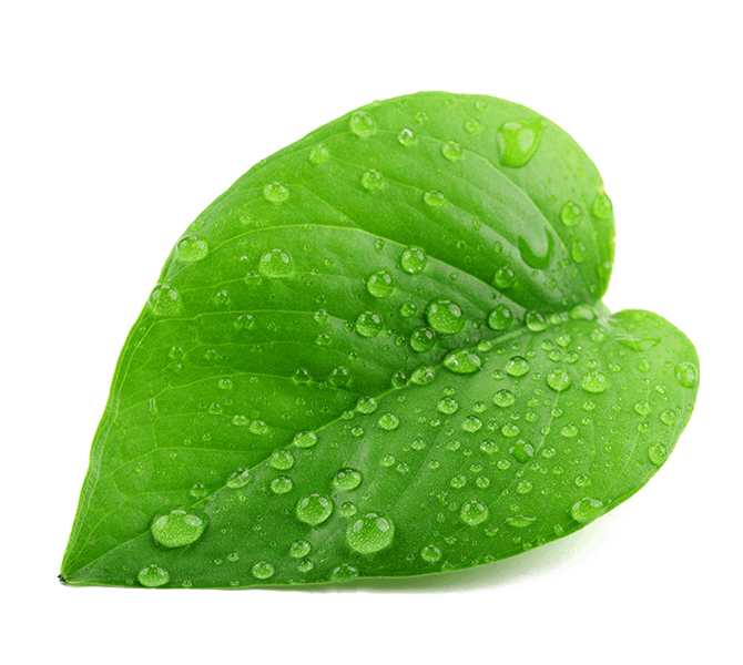 Single Green Leaf Logo - Single Green Leaf Png For Free Download On YA Webdesign