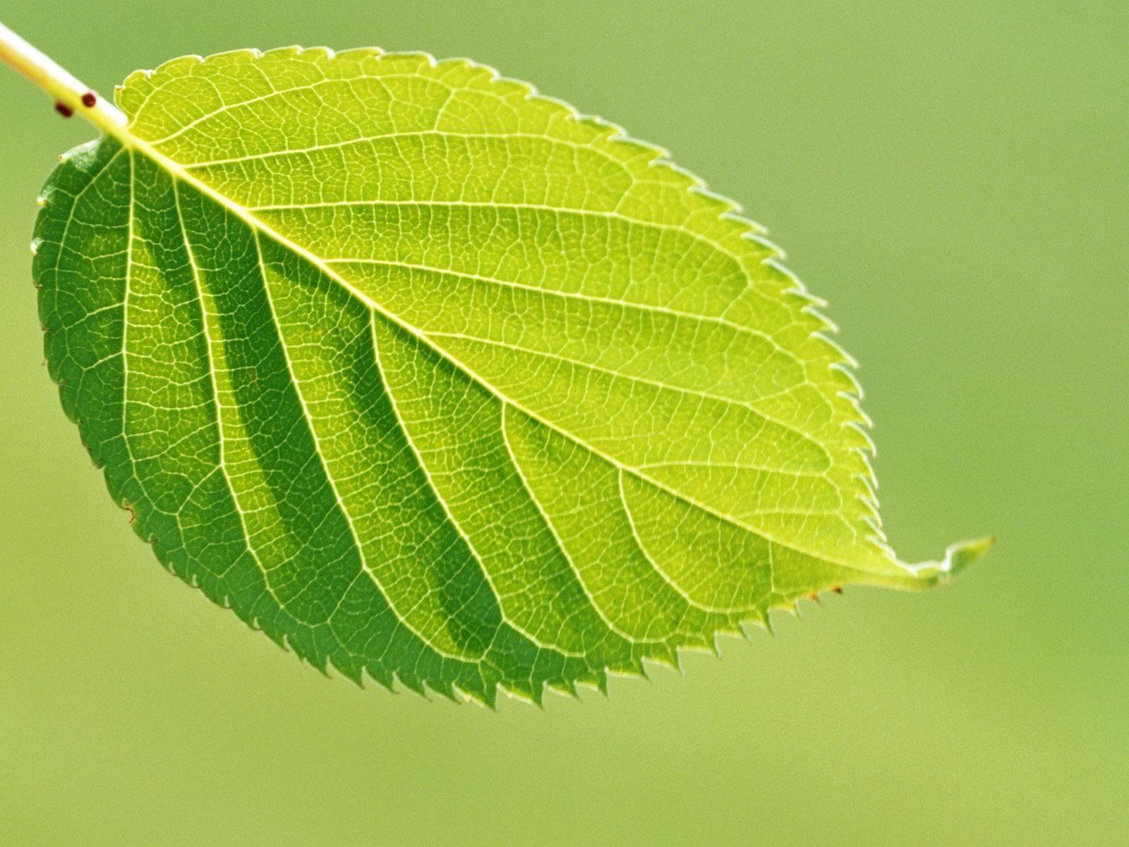 Single Green Leaf Logo - Single Green Leaf Wallpaper