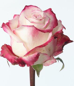 Flower Pink and White Logo - Pink and white rose flowers images free stock photos download ...