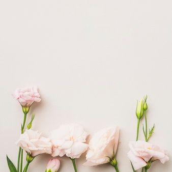 Flower Pink and White Logo - Flower photos, +119,000 hight resolution free photos