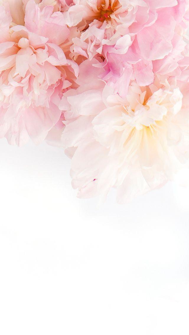 Flower Pink and White Logo - wallpaper#pink#flowers | Wallpapers | Iphone wallpaper, Wallpaper ...