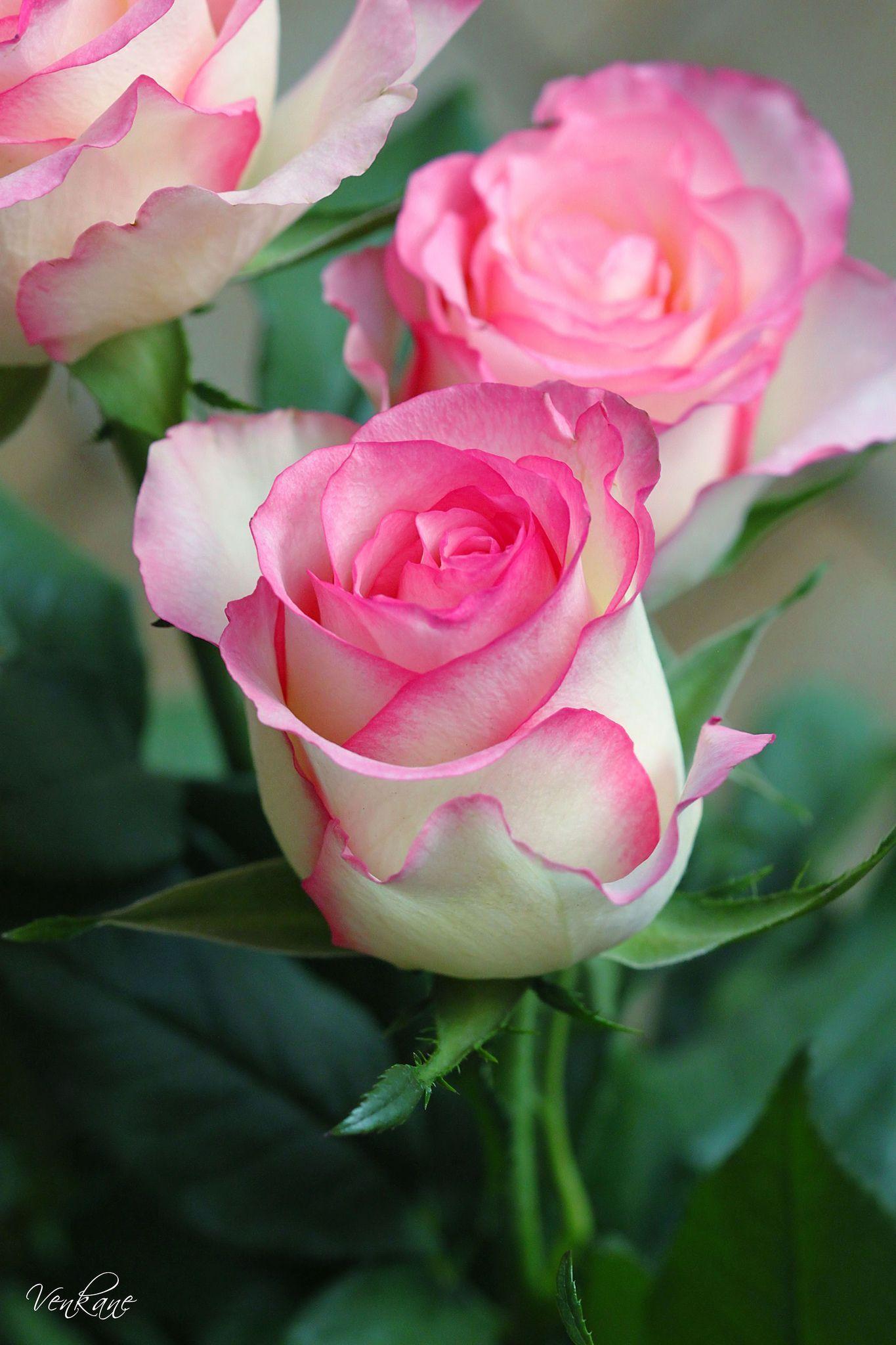 Flower Pink and White Logo - Nevena Uzurov - Roses | my feelings | Pinterest | Colorful roses ...