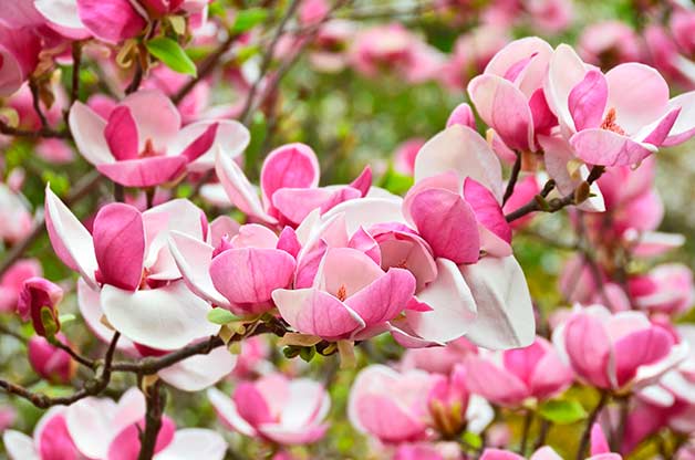 Flower Pink and White Logo - Pink And White Spring Blooming Trees And Blooms