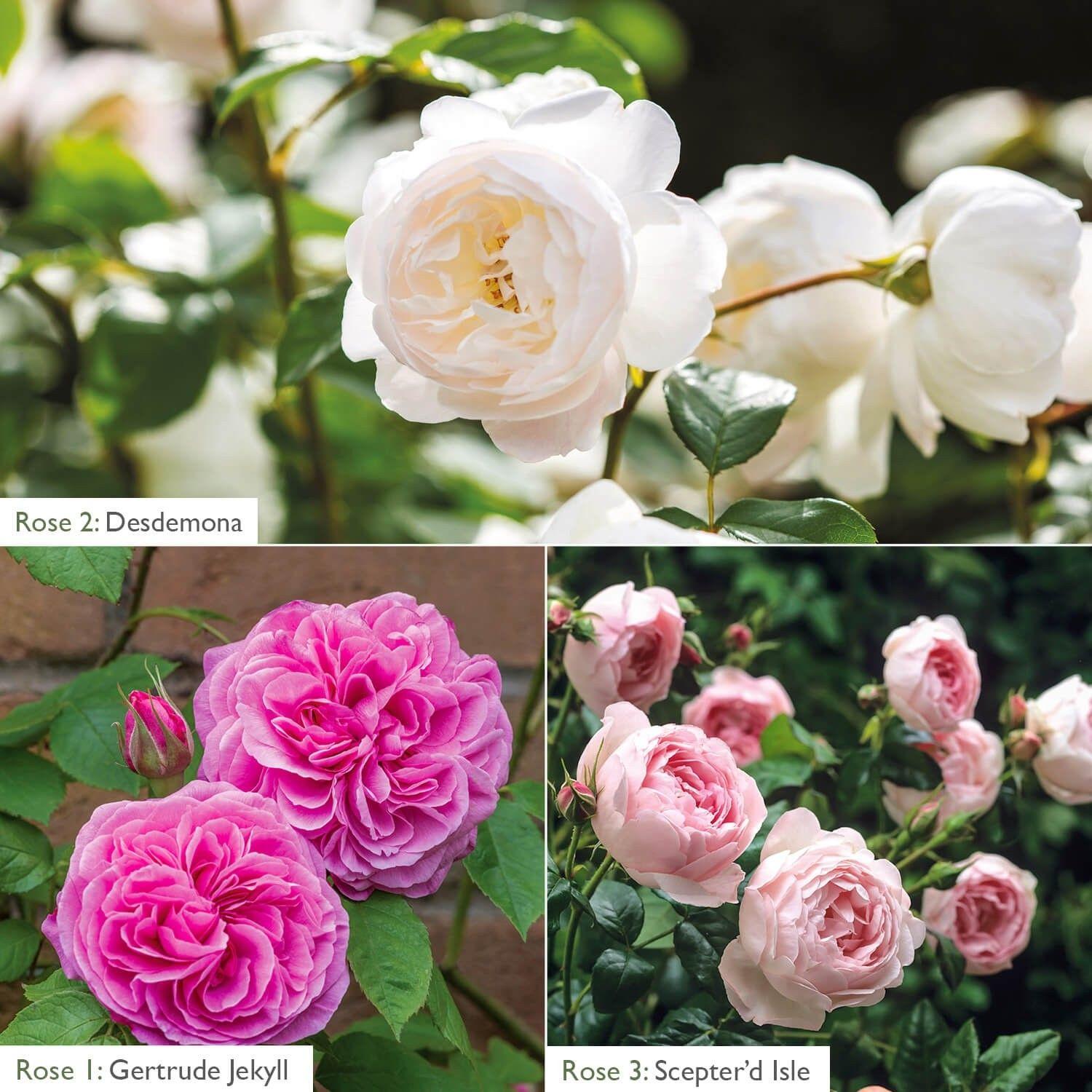 Flower Pink and White Logo - White & Pink Fragrance Bundle - 6 Roses