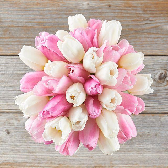 Flower Pink and White Logo - Romantic Pink & White Tulip Flowers - The Bouqs Co.