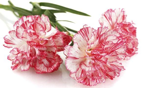 Flower Pink and White Logo - List of Flower Names With Their Meanings and Alluring Picture